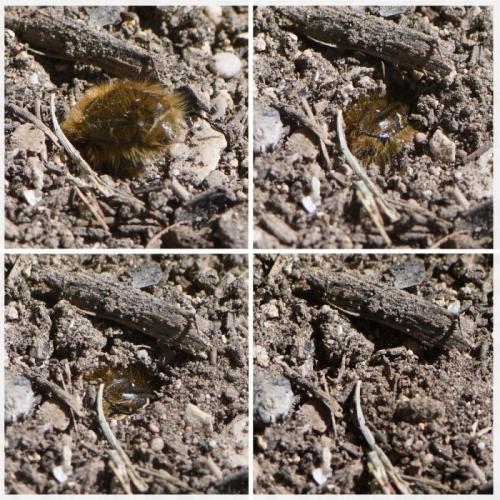 Réf. 278 159 : Tropinota sp.